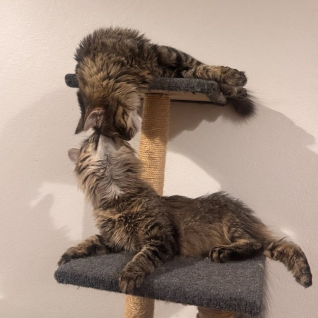 Photo of Atlas And Lily