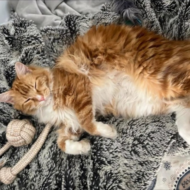 Photo of Oscar
