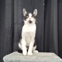 Photo of Mittens