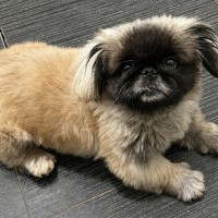 Photo of Bindi