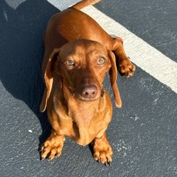 Photo of Lolah 🌞🎾🌹