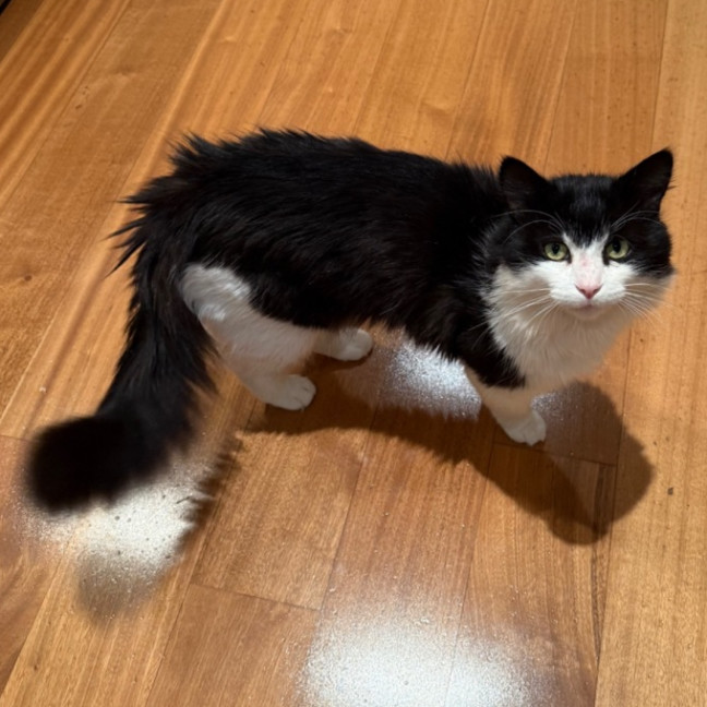 Photo of Oreo  Meet Me @ Petstock Prahran!