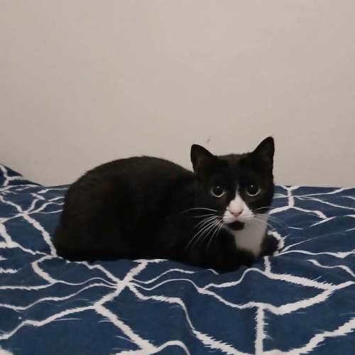 Dolores - Domestic Short Hair (DSH) Cat