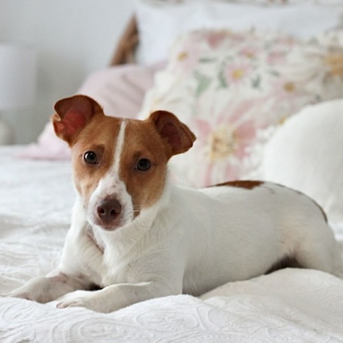 Sparkie - Jack Russell Terrier Dog