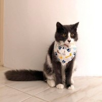 Photo of Jet