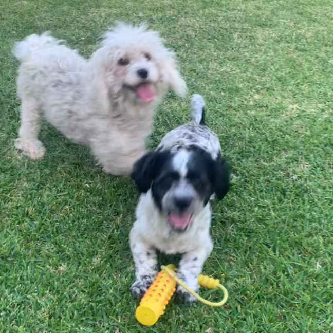 Photo of Molly & Jasper