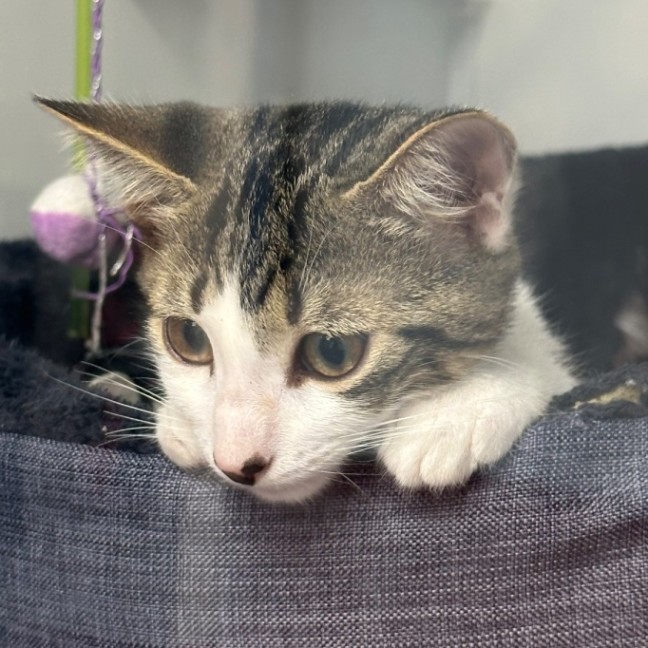 Photo of Ekko 🧶🐈
