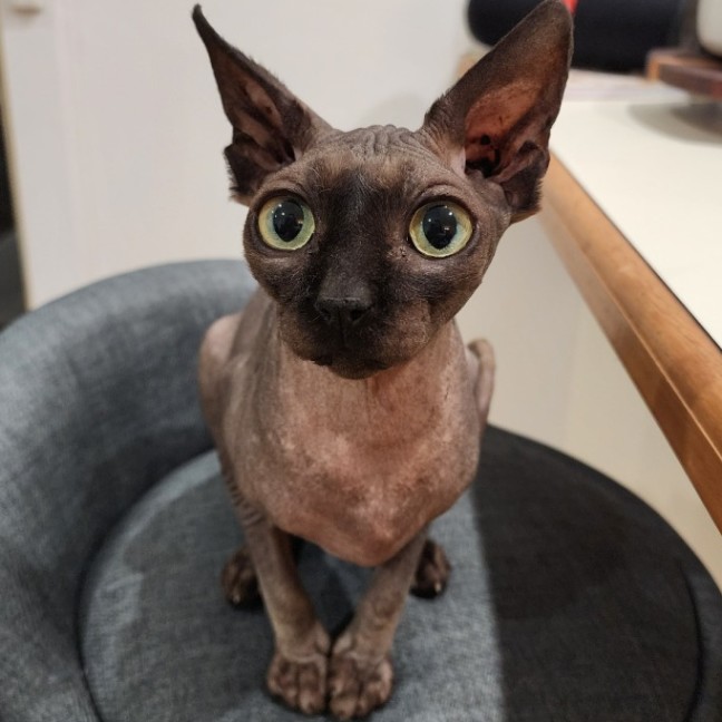 Photo of (Kat) Von D