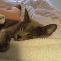 Photo of Charlie   Urgent   Foster Home Needed