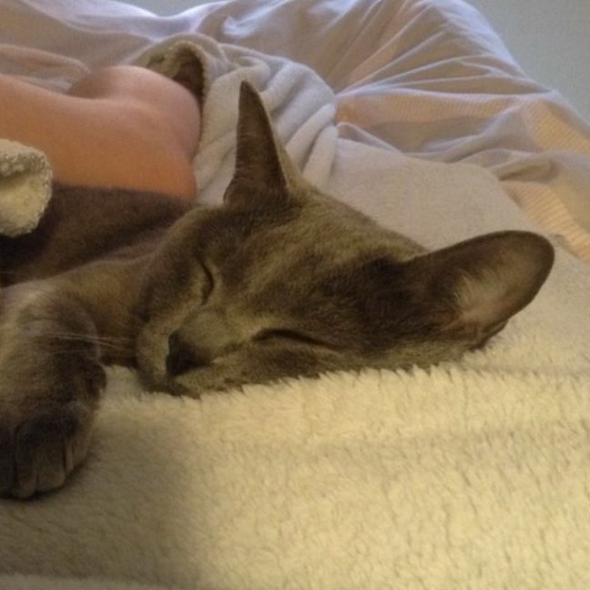 Photo of Charlie   Urgent   Foster Home Needed