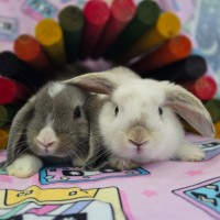 Photo of ⛈️thunder & Lightning⛈️