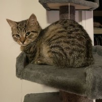 Photo of Chico   Located In Bentleigh East