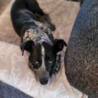 Photo of Tovah