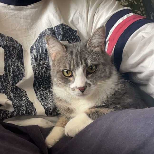 Photo of Paisley 