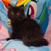 Photo of Annabelle