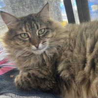 Photo of Clementine 
