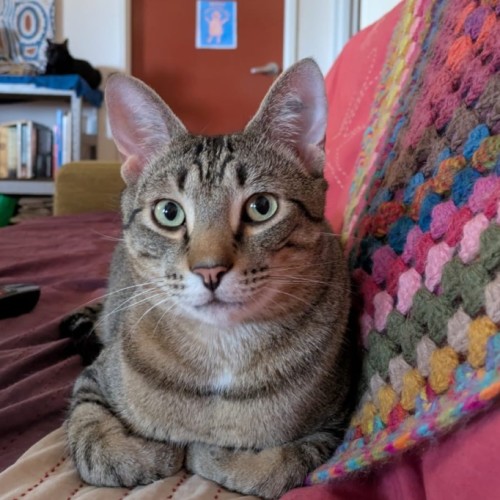 Bob - Domestic Short Hair (DSH) Cat