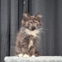 Photo of Birdie