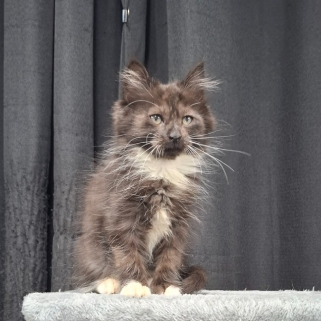 Photo of Birdie