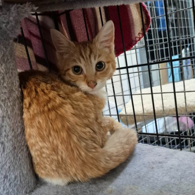 Photo of Richard ** 2nd Chance Cat Rescue**