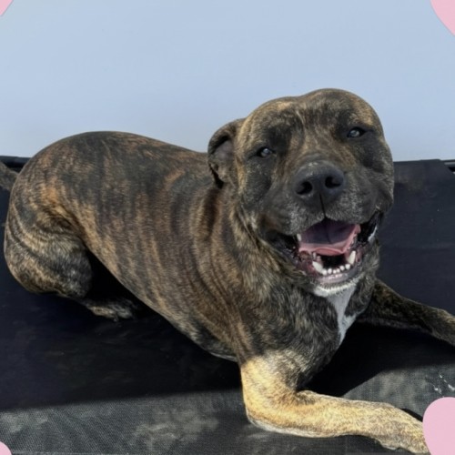 Boston - American Staffordshire Terrier Dog