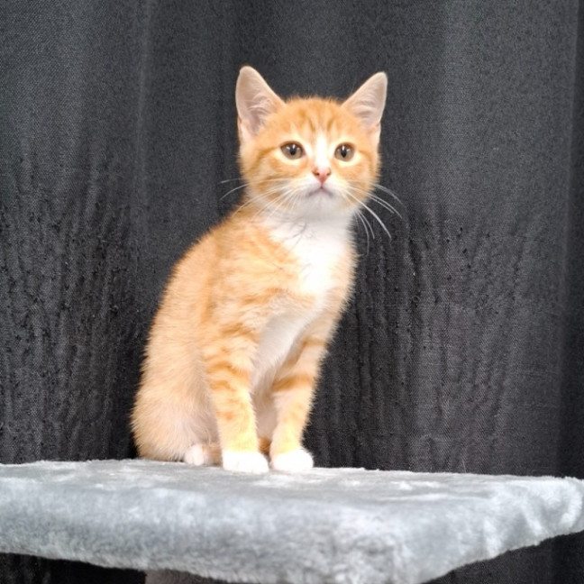 Photo of Pickle
