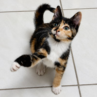 Photo of Pixel