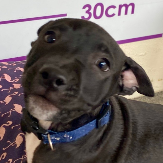 Photo of D1104 Herby