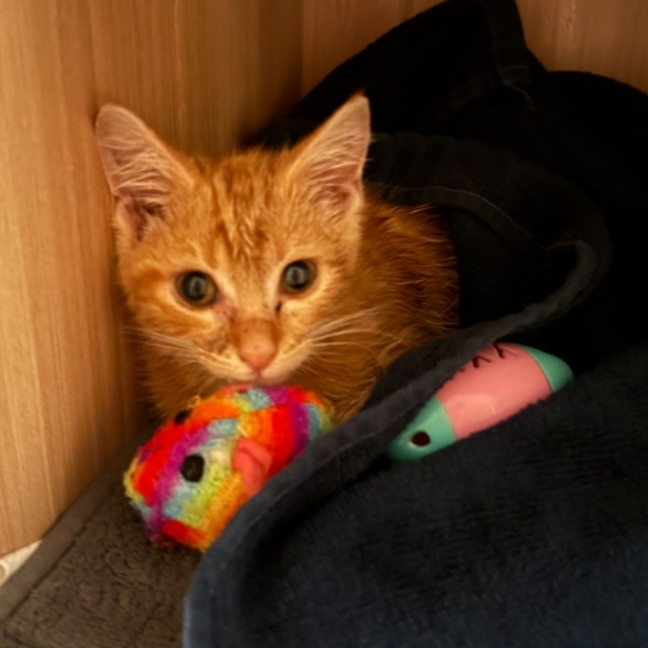 Photo of *Pending Adoption* Sylvie Jane