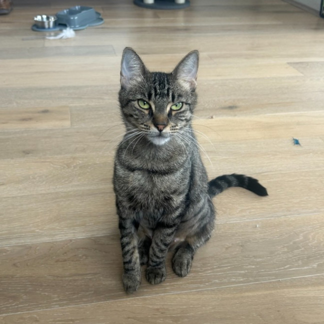 Photo of Juniper
