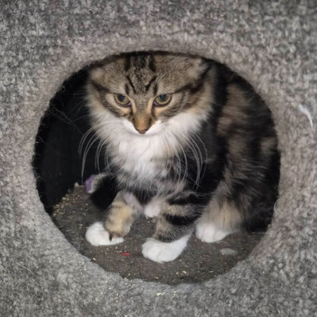 Photo of Ren **2nd Chance Cat Rescue **