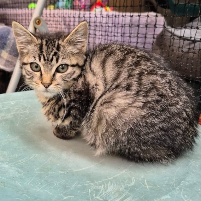 Photo of Sycamore ** 2nd Chance Cat Rescue**