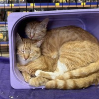 Photo of Jimbo & Samson 