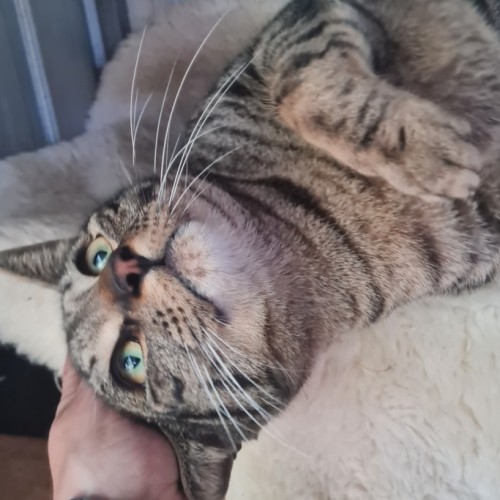 Edwin James aka Teddy - Domestic Short Hair (DSH) Cat
