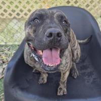 Photo of Tyson