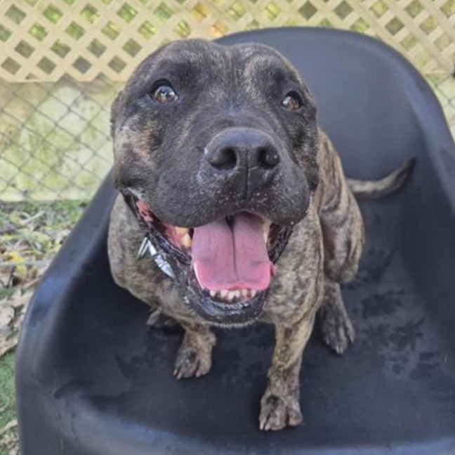 Photo of Tyson