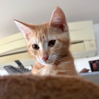 Photo of Jason Todd **2nd Chance Cat Rescue**