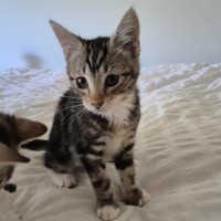 Photo of Rolly Polly ** 2nd Chance Cat Rescue **