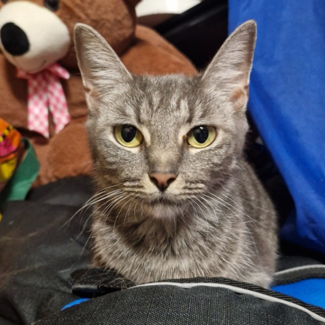 Photo of Kanga