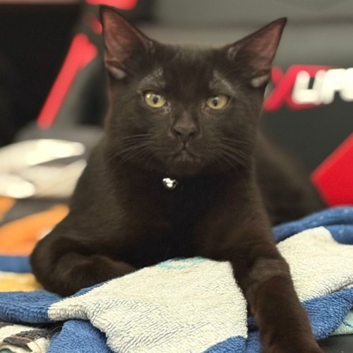 Alfie - Domestic Short Hair (DSH) Cat