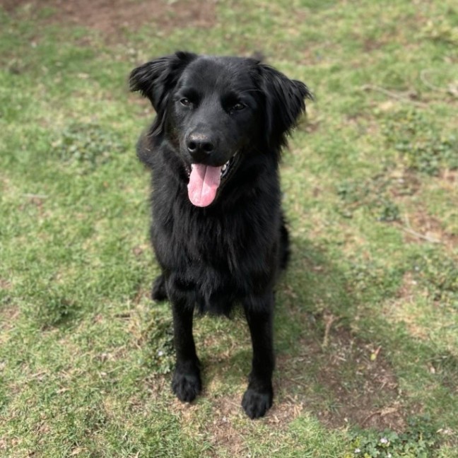 Photo of Arlo