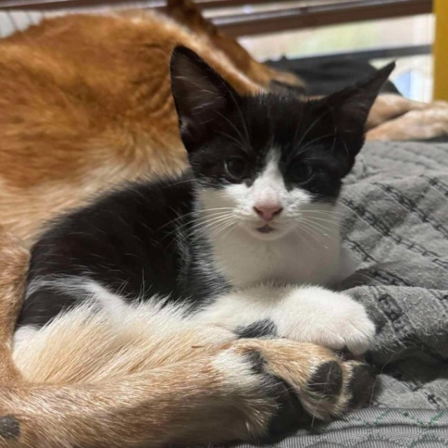Photo of Oreo