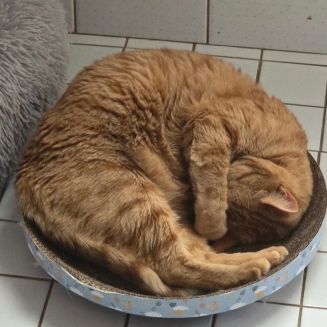Photo of Ginger Meggs 