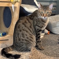 Photo of Monty (Empty The Nest $50 Adoption Special)