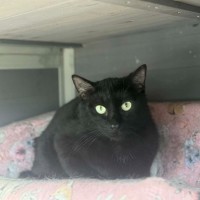 Photo of Fern *9 Lives Project Rescue*