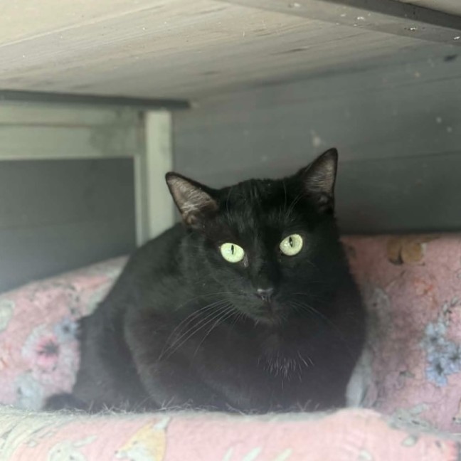 Photo of Fern *9 Lives Project Rescue*