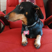 Photo of Dudley