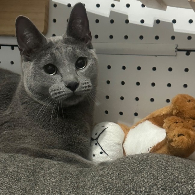 Photo of Rurik 😻💥⭐️