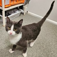Photo of Dodge