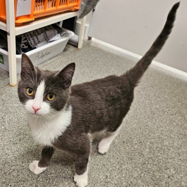 Photo of Dodge